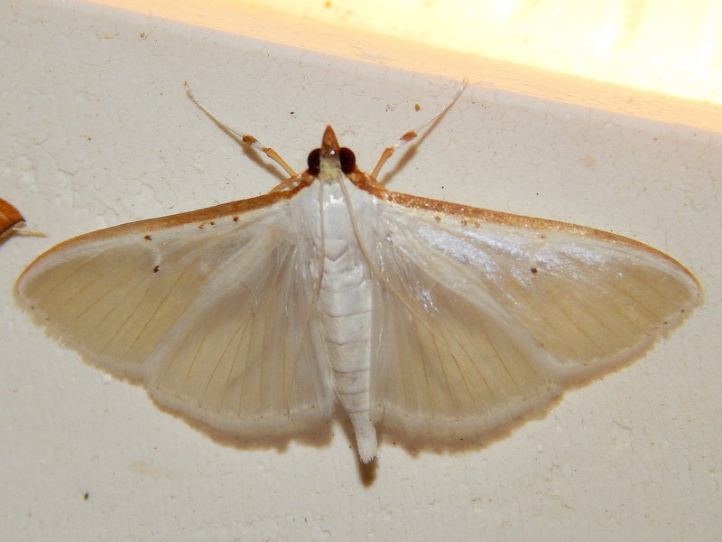 Palpita vitrealis?